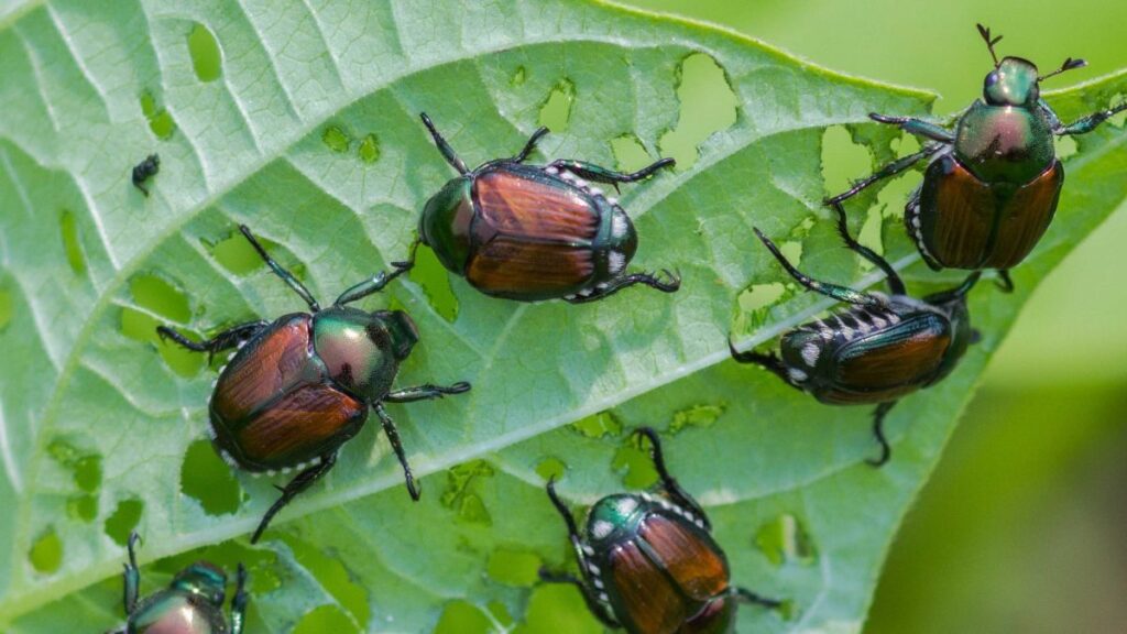 IPM Calendar: Common Pests & Interventions by Crop