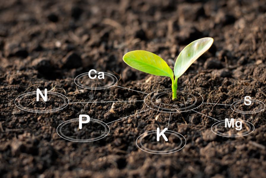 Soil Health & Fertilizer Basics for Vegetables (checklist)